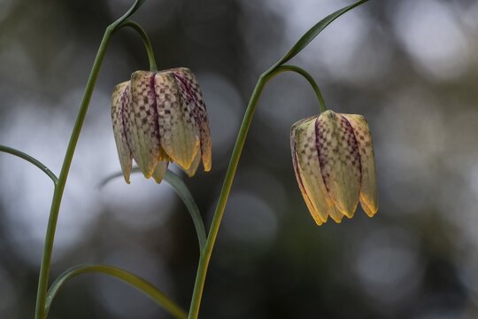 Snake's Head Fritillary (Fritillaria meleagris), Emsland, Lower Saxony, Germany