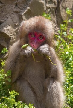 Japanese macaque (Macaca fuscata), young animal eating, Yamanouchi, Nagano Prefecture, Honshu Island, Japan