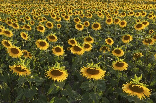 Sunflower (Helianthus annuus) cultivations, aerial view, drone shot, C&oacute;rdoba province, Andalusia, Spain