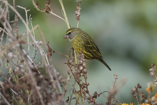 Black-chinned Seedeater (Crithagra scotops), Forest Seedeater, adult, male, foraging, on wait, Kirstenbosch Botanic Gardens, Cape Town, South Africa