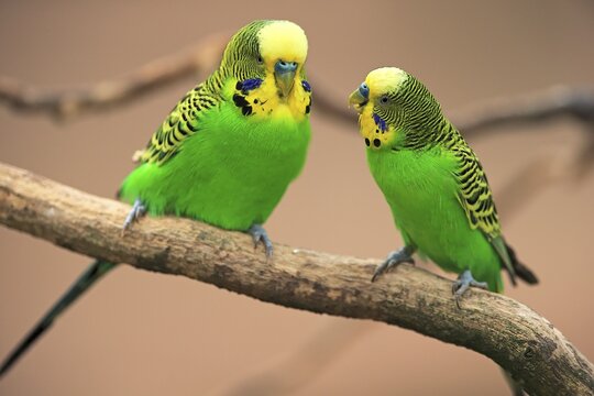 Budgies (Melopsittacus undulatus), pair sitting on branch, captive