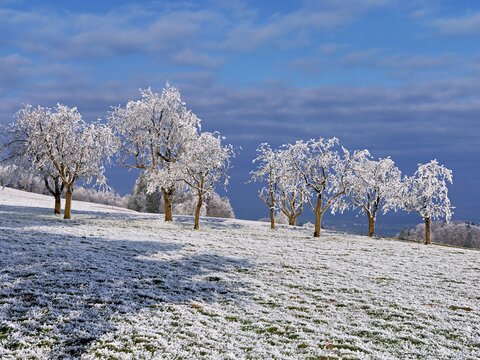 Winter landscape with trees and meadows in hoarfrost, Beinwil, Freiamt, Canton of Aargau, Switzerland