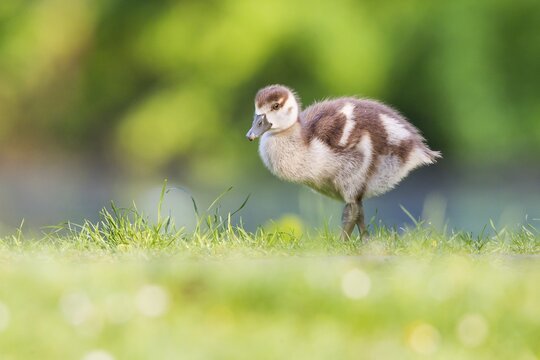 Egyptian Goose (Alopochen aegyptiacus), chick, Lower Saxony, Germany