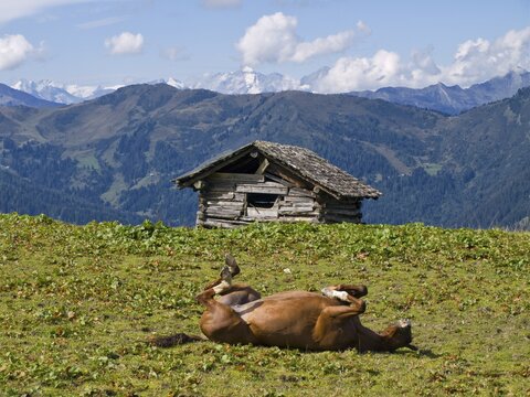 Horse on a pasture, Saukarlalm alpine pasture, Grossarltal, Salzburg, Austria, Europe