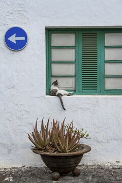 Typical white house with green window with cat, flower pot with succulent plant, Teguise, Lanzarote, Canary Islands, Spain