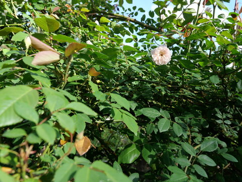 Climbing rose foliage with pale pink bloom, Cecile Brunner garden rose in natural green background