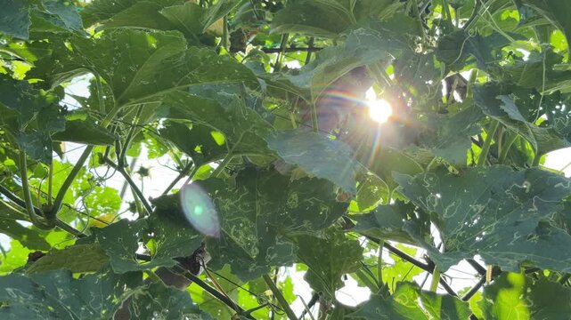 Sunlight passes through dense green plantation foliage creating bright highlights across layered tropical vegetation forming a calm warm climate atmosphere. Serene environment.