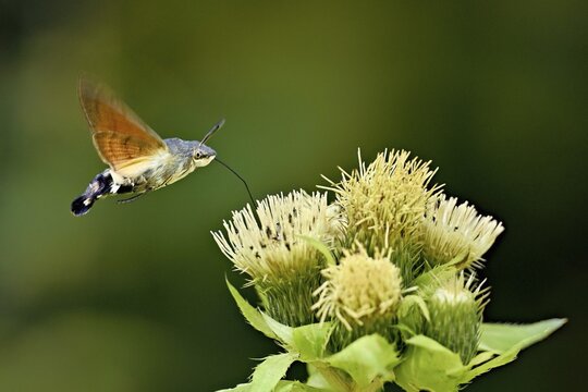 Dove's tail (Macroglossum stellatarum), flies on the flower of cabbage thistle (Cirsium oleraceum), Meienberg, Canton Aargau, Switzerland