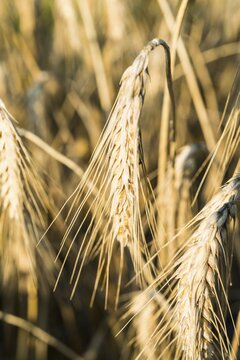 Corn, grain, single ears, detail view