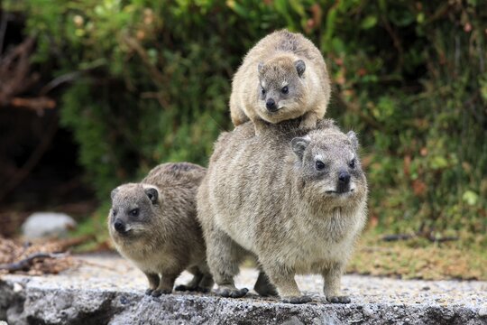 Rock Hyrax (Procavia capensis), female with young, social behaviour, Betty's Bay, Western Cape, South Africa