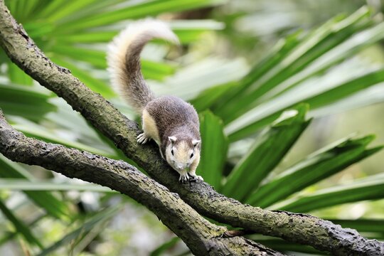Finlayson's squirrel (Callosciurus finlaysonii), adult, on tree, foraging, Singapore, Southeast Asia