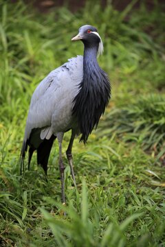 Demoiselle crane (Anthropoides virgo), adult, alert, captive, South Africa