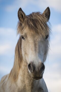Icelandic horse (Equus islandicus), portrait, L&yacute;tingssta&eth;ir, North Iceland, Iceland