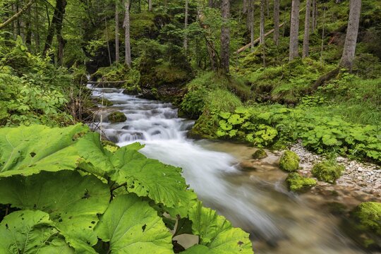 Forest stream in Hartelsgraben, Gesaeuse National Park, Styria, Austria