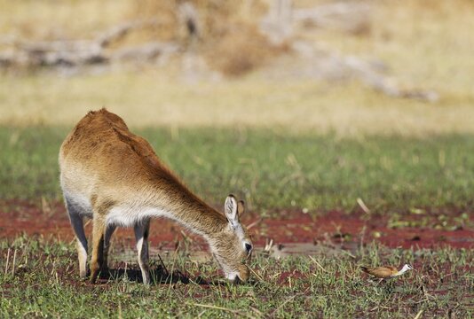 Red Lechwe (Kobus leche leche), female, feeding in a freshwater marsh, in front of it an African Jacana (Actophilornis africanus), Okavango Delta, Moremi Game Reserve, Botswana