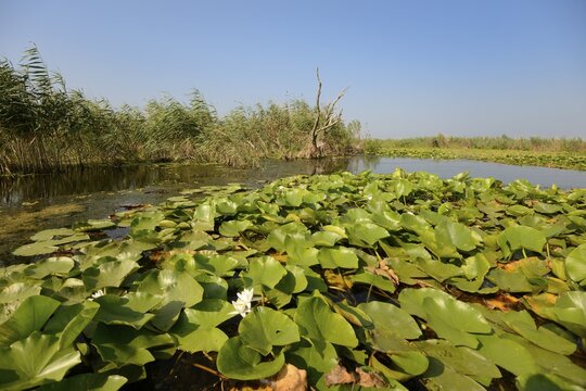 Water Lilies (Nymphaea), Danube Delta, Murighiol, Romania, Europe