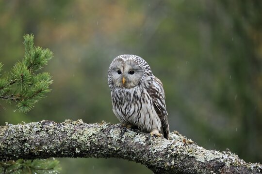 Ural owl (Strix uralensis), adult, waiting, alert, Bohemian Forest, Czech Republic