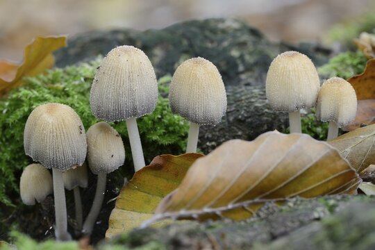 Glistenin Ink-cap or Mica Cap (Coprinellus micaceus), Emsland, Lower Saxony, Germany