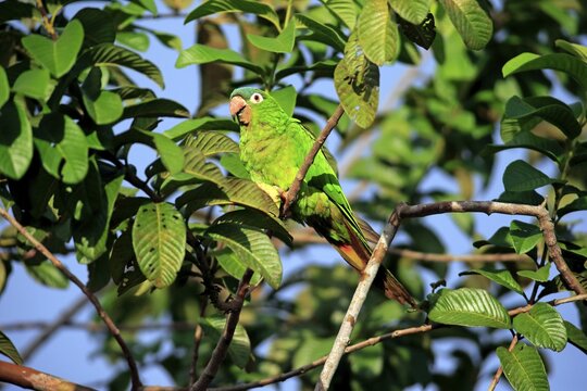 Blue-crowned parakeet (Thectocercus acuticaudatus), adult on tree, eating, fruit, Pantanal, Mato Grosso, Brazil