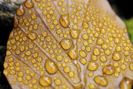 Dew drop in autumn on golden beech leaf , Detail