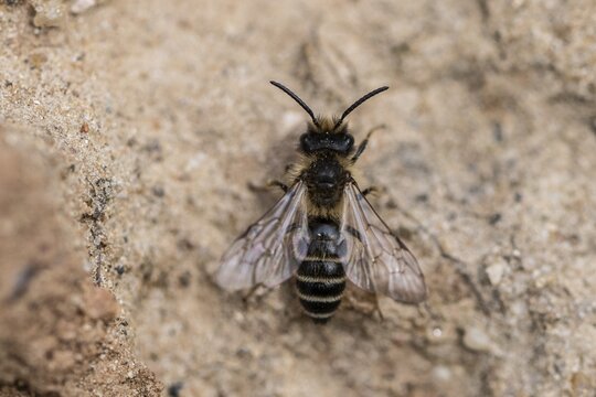 Furrowed narrow bee (Lasioglossum calceatum), Emsland, Lower Saxony, Germany