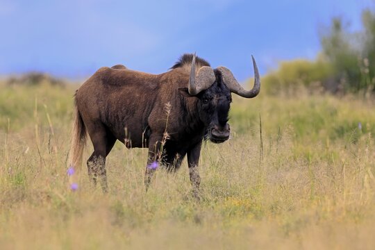 White-tailed wildebeest (Connochaetes gnou), adult, alert, foraging, Mountain Zebra National Park, Eastern Cape, South Africa