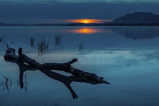 Tree trunk on water surface with reflection at blue hour, Forggensee, Ostallg&auml;u, Bavaria, Germany