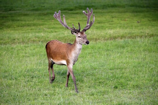 Red Deer (Cervus elaphus), adult male, stag, antlers in velvet, Surrey, England, United Kingdom