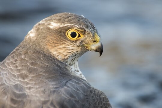 Eurasian sparrowhawk (Accipiter nisus), female, animal portrait, Hesse, Germany