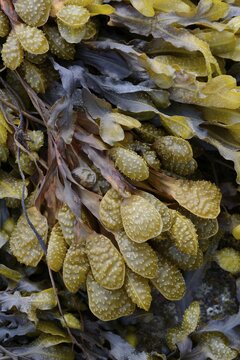 Spiral Wrack or Flat Wrack (Fucus spiralis), D&eacute;partement C&ocirc;tes-d&rsquo;Armor, Brittany, France
