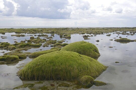 Rocks overgrown with algae in the intertidal mudflats, D&eacute;partment C&ocirc;tes d'Armor, Brittany, France