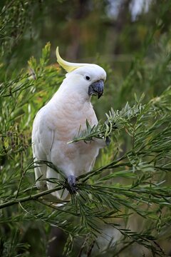 Sulphur-crested cockatoo (Cacatua galerita), adult, sits in the tree and eats, New South Wales, Australia