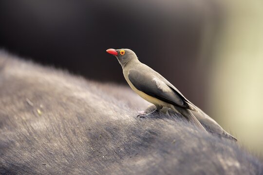 Red-billed oxpecker (Buphagus erythrorhynchus), adult, sits on host animal, symbiosis, Kruger National Park, South Africa