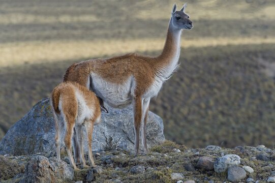 Nursing Guanaco (Lama guanicoe), Torres del Paine National Park, Chilean Patagonia, Chile
