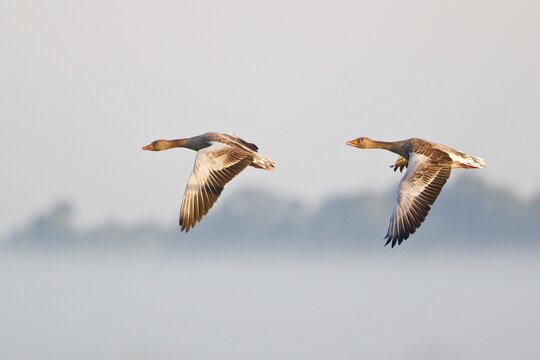 Two Greylag Geese (Anser anser), in flight in the morning light, Steinhuder Meer, Lower Saxony, Germany