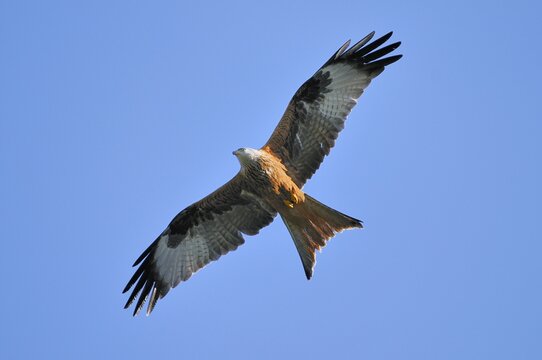 Red Kite (Milvus milvus) in flight, view from below
