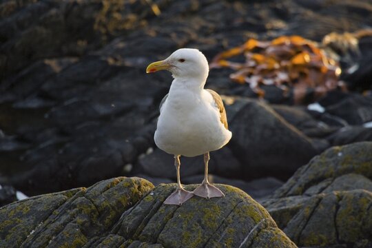 Great Black-backed Gull (Larus marinus), Runde Island, Norway