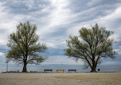 Yellow and blue benches between trees on the shore, cloudy sky, rainy mood, Lake Constance, Rorschach, Canton of St. Gallen, Switzerland