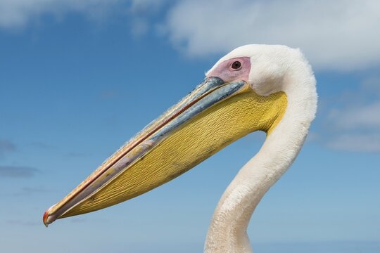 Great White Pelican (Pelecanus onocrotalus), portrait, Walvis Bay, Namibia