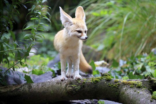 Fennec, fennec fox (Vulpes zerda), adult, watchful, captive, Occurrence North Africa