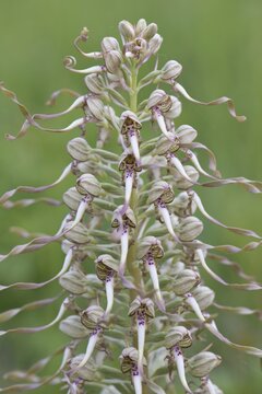 Lizard Orchid (Himantoglossum hircinum), Rothenstein nature reserve, Thuringia, Germany