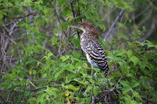 Rufescent tiger heron (Tigrisoma lineatum), young bird in a tree, juvenile, Pantanal, Mato Grosso, Brazil