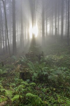 Wald im Nebel and Ferns, Traunkirchen, Upper Austria, Austria