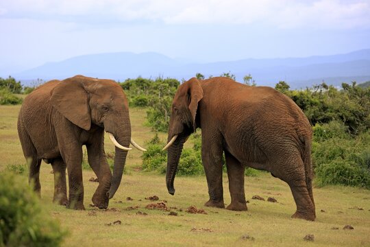 African Elephants (Loxodonta africana), two adult males posturing, Addo Elephant National Park, Eastern Cape, South Africa