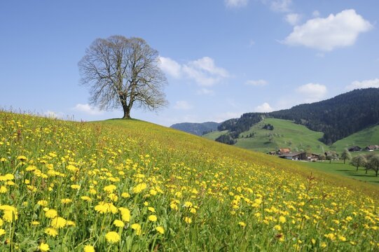 Lime tree (Tilia), solitary tree on a moraine with flowering dandelions at front, Hirzel, Switzerland, Europe