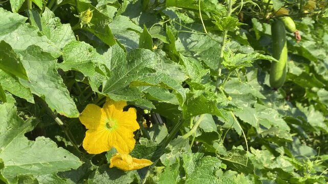 A yellow luffa flower opens among dense green leaves surrounded by intertwined plant stems across a cultivated trellis structure during flowering stage. Edible plants.