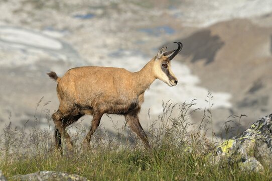 Chamois (Rupicapra rupicapra)
