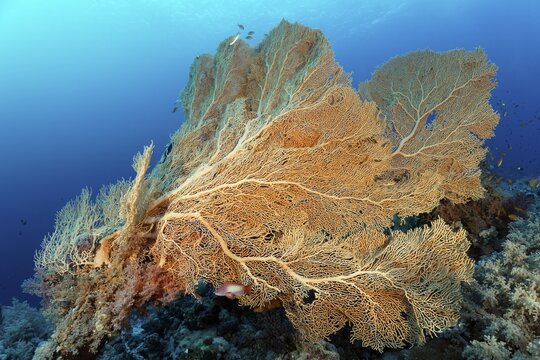 Gorgonian fans (Annella mollis) on coral reef wall, Sinai Peninsula, Egypt, Red Sea