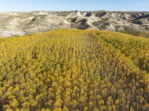 European Aspen (Populus tremula) in autumnal colours. Cultivated for timber. Aerial view. Drone shot. Granada province, Andalusia, Spain