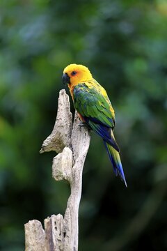 Sun Parakeet (Aratinga solstitialis jandaya), adult on tree, occurrence in Brazil, captive